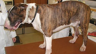 Traitement anti-inflammatoire et antiprurigineux lors d’atopie canine